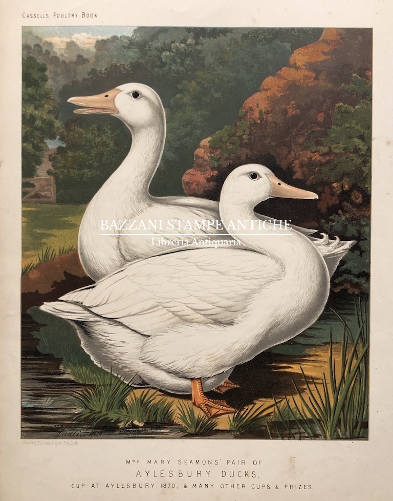 ANATRE - AYLES BURY DUCKS