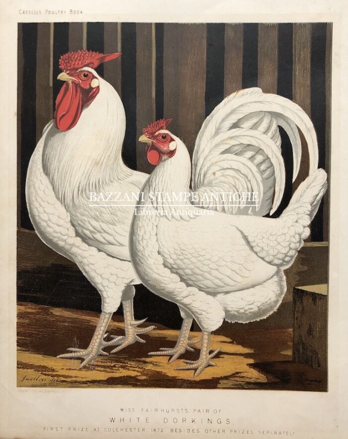 GALLO E GALLINA - WHITE DORKINGS