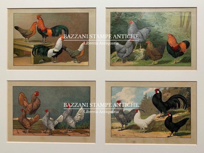GALLI E GALLINE (4 TAVOLE)
