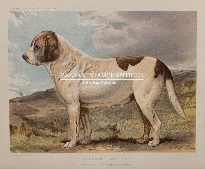 ST. BERNARD