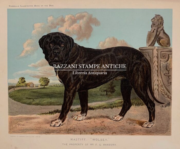 MASTIFF