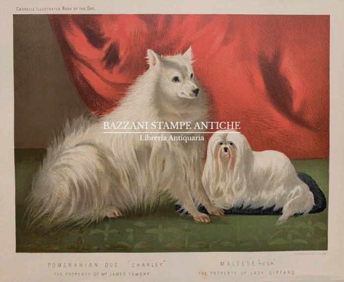 POMERANIAN DOG - MALTESE