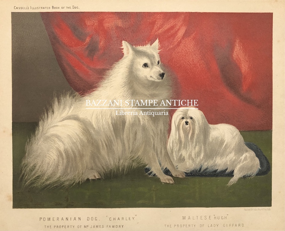 POMERANIAN DOG - MALTESE