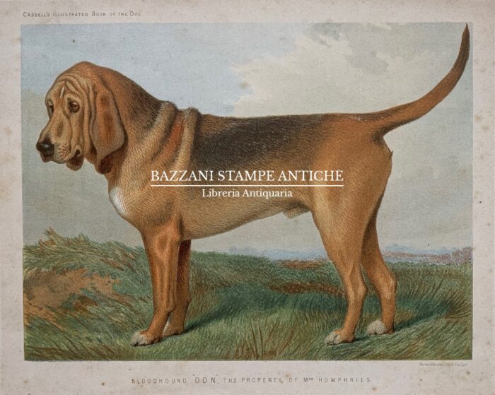 BLOODHOUND