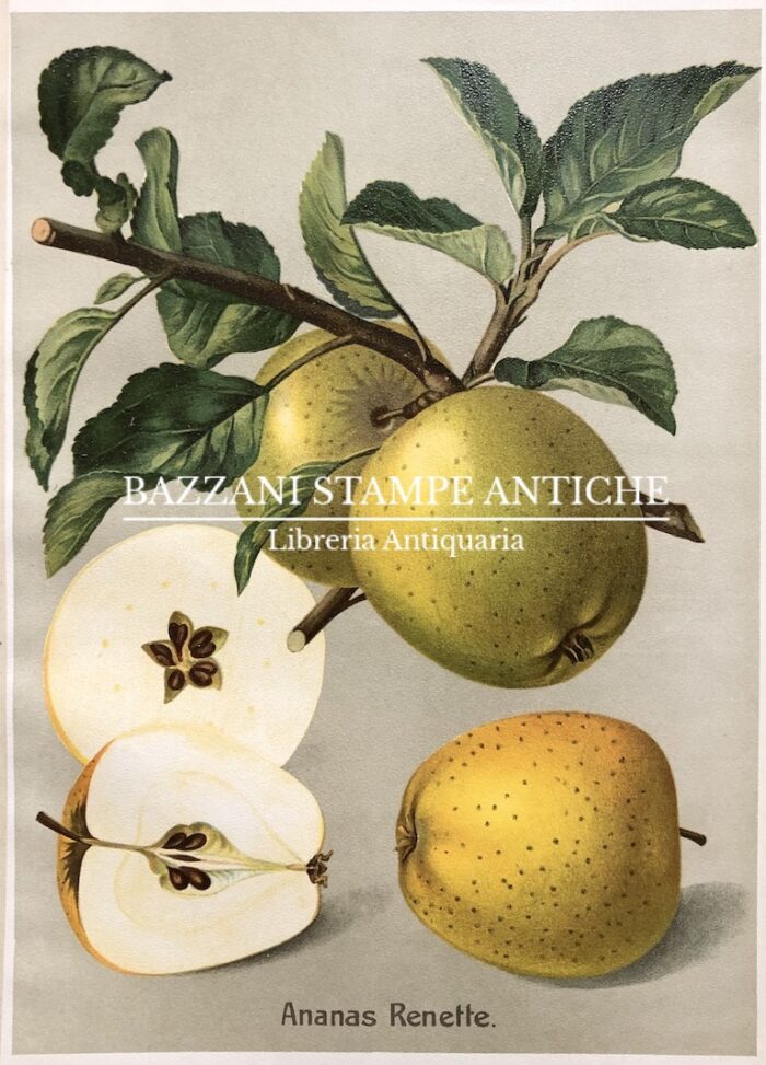 MELE - ANANAS RENETTE