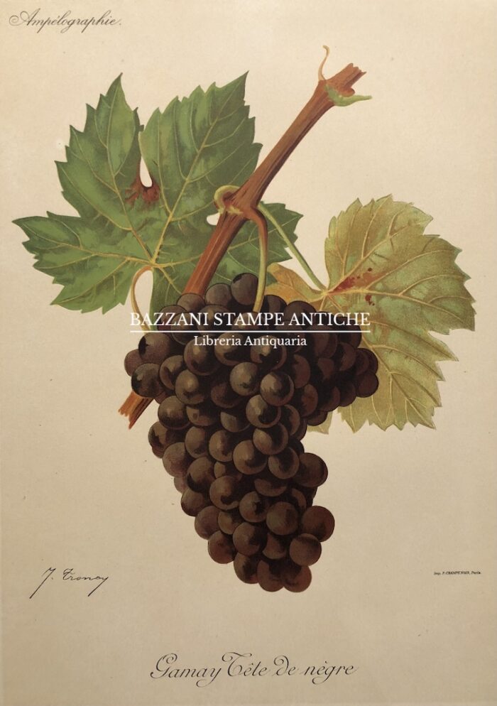 GAMAY TETE DE NÉGRE