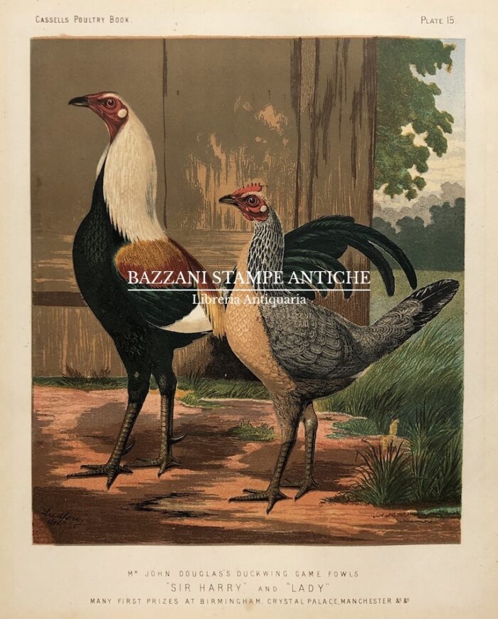 GALLO E GALLINA - DUCKWING GAME FOWLS