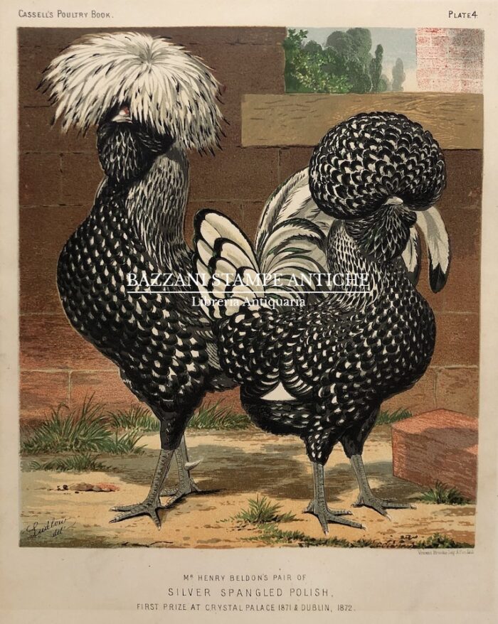 GALLO E GALLINA - SILVER SPANGLED POLISH
