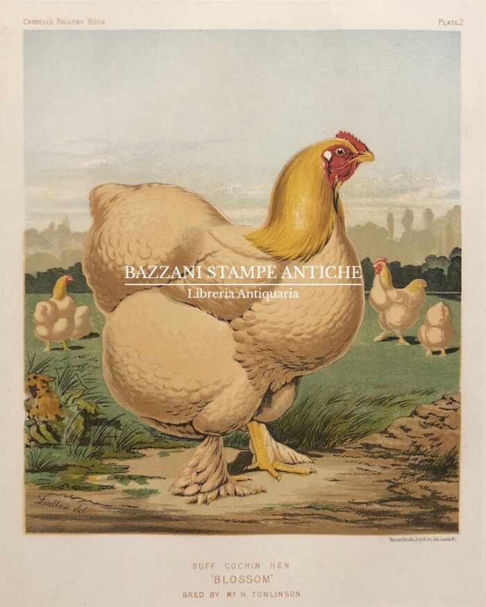 GALLINA - BUFF COCHIN HEN