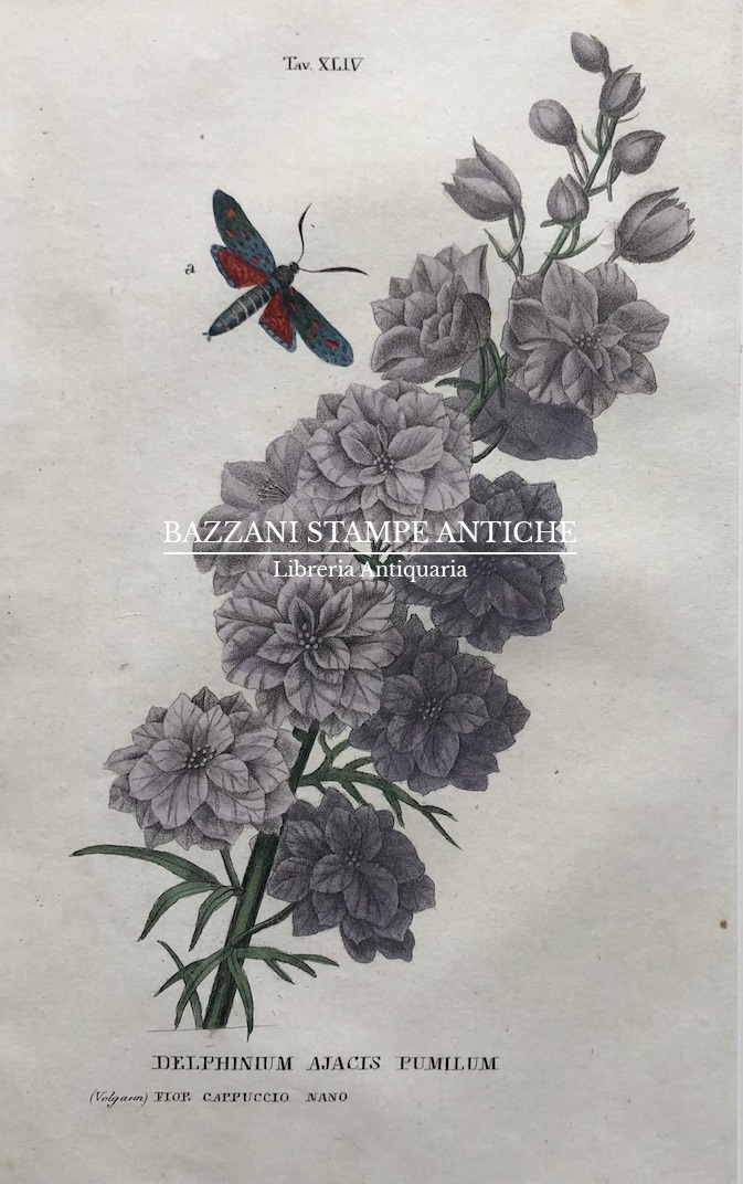 DELPHINIUM AJACIS PUMILUM