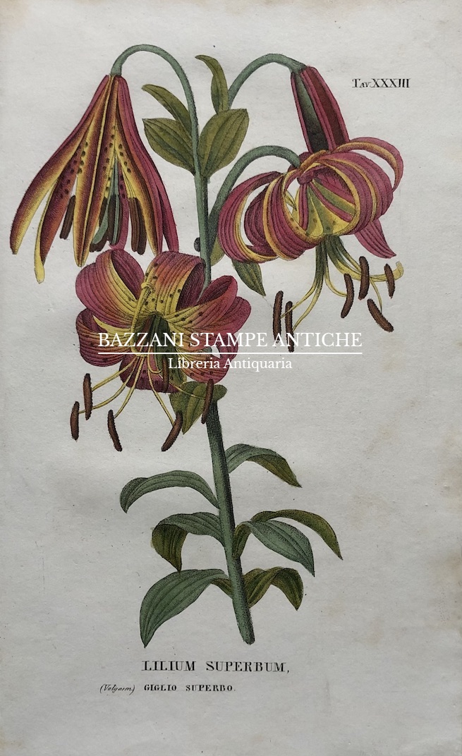 LILIUM SUPERBUM