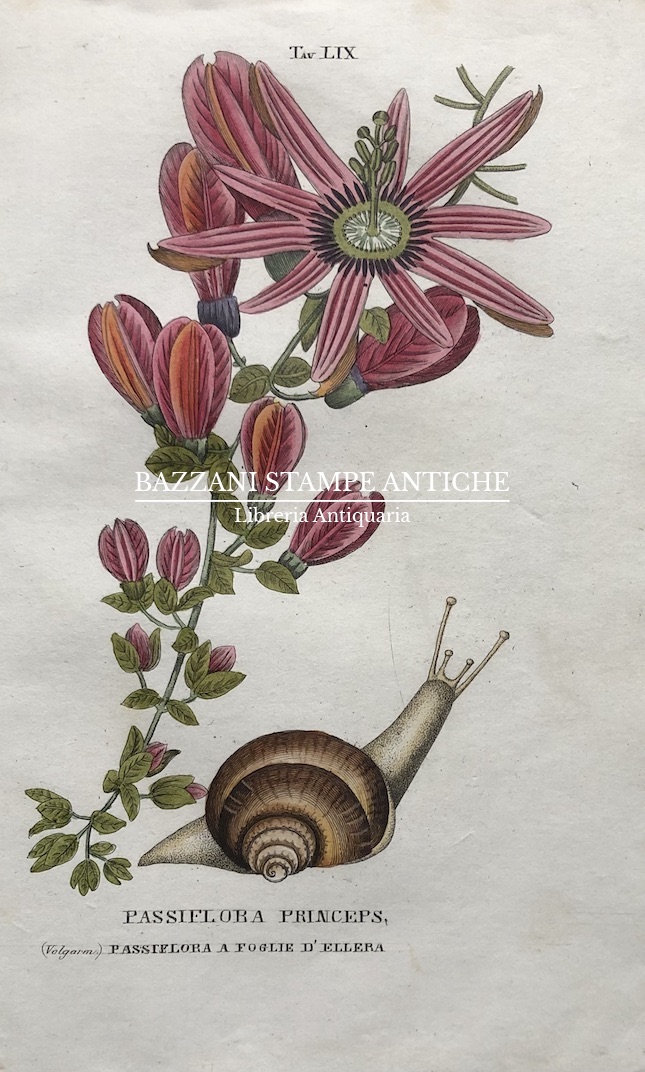 PASSIFLORA PRINCEPS