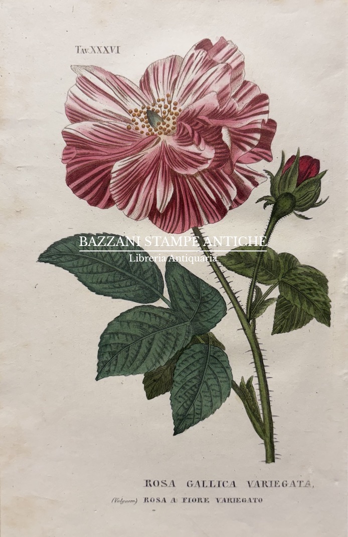 ROSA GALLICA