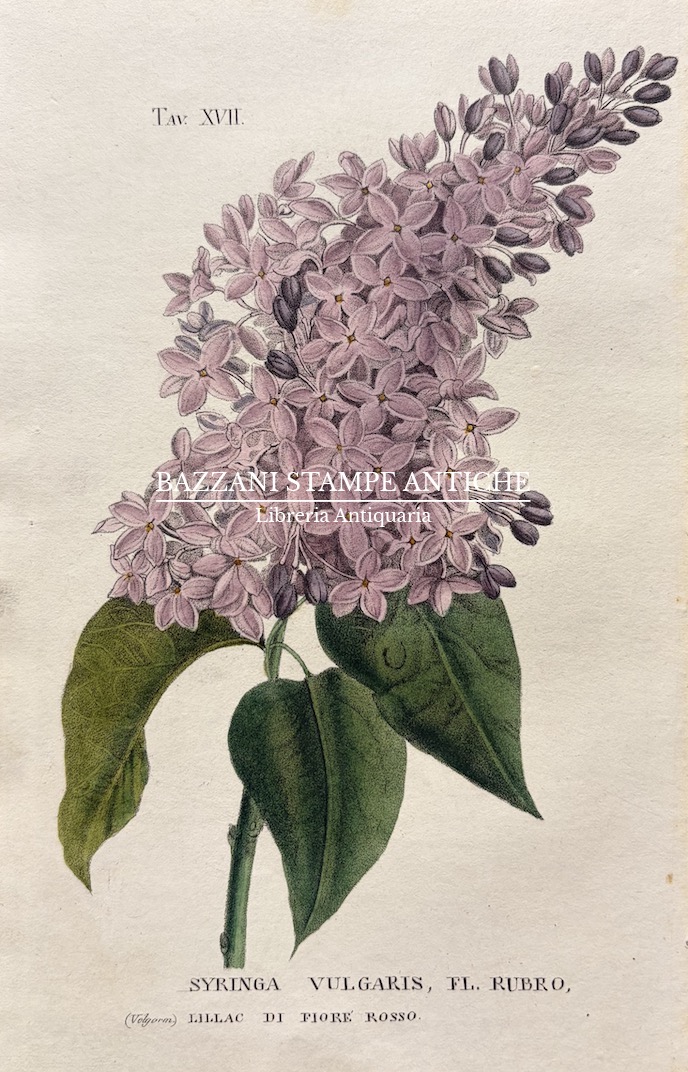 SYRINGA VULGARIS - LILLÀ