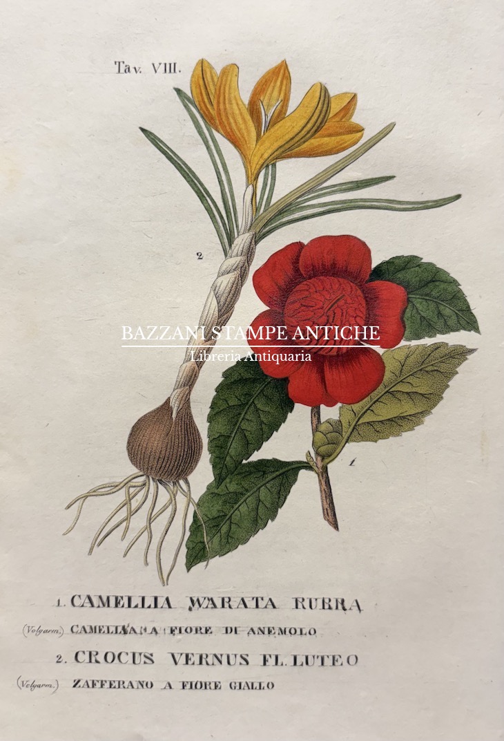 CAMELIA WARATA - CROCUS VERNUS