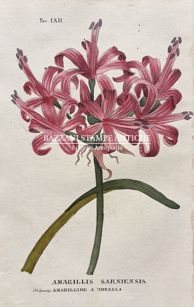 AMARYLLIS SARNIENSIS