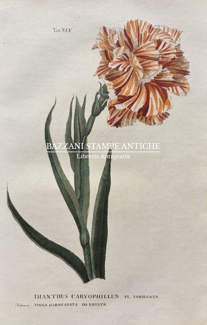 GAROFANO - DIANTHUS